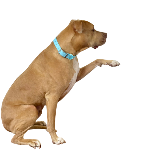 Waterproof odour proof Collars