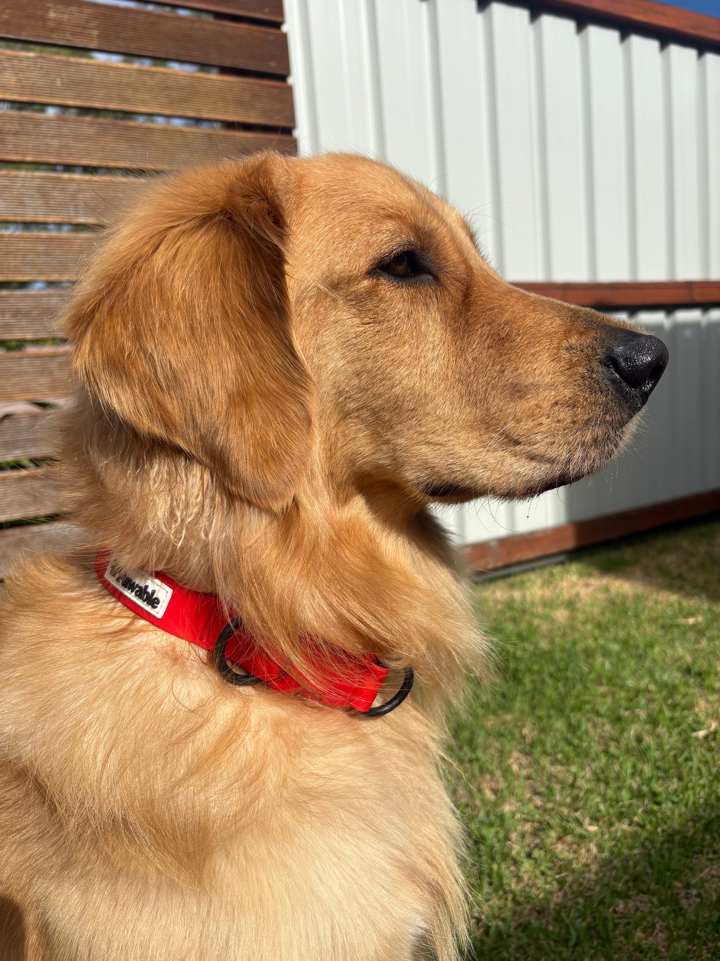 Quick release Collar